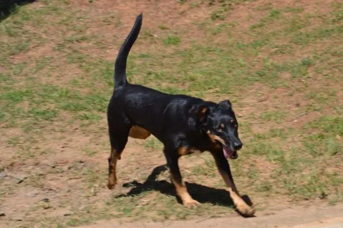 Cachorro ra a SRD idade 6 ou mais anos nome ABIGAIL - Doce menina!