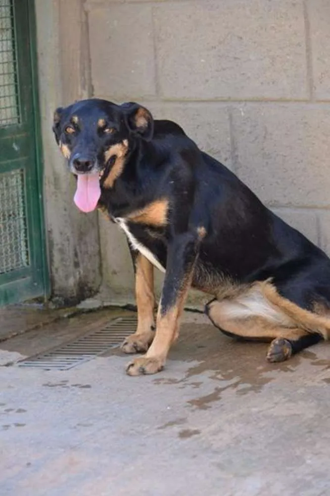 Cachorro ra a SRD idade 6 ou mais anos nome ABIGAIL - Doce menina!