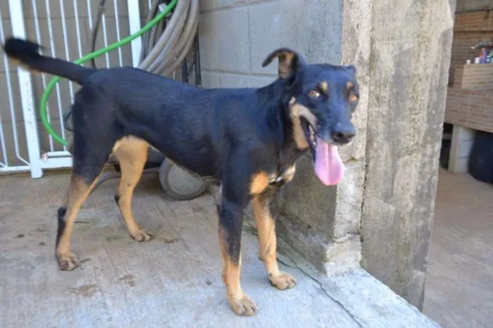 Cachorro ra a SRD idade 6 ou mais anos nome ABIGAIL - Doce menina!