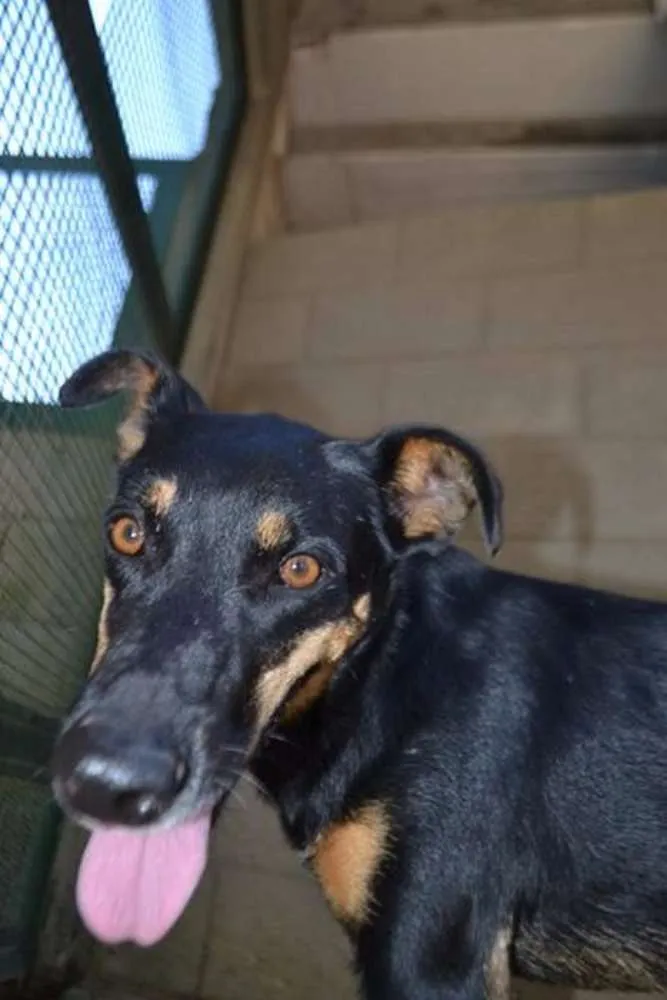 Cachorro ra a SRD idade 6 ou mais anos nome ABIGAIL - Doce menina!