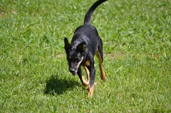 Cachorro ra a SRD idade 6 ou mais anos nome ABIGAIL - Doce menina!
