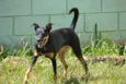 ABIGAIL - Doce menina!