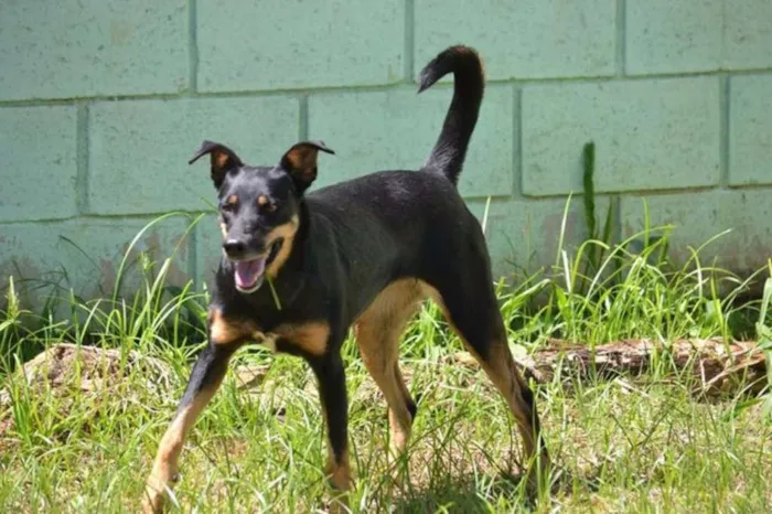 Cachorro ra a SRD idade 6 ou mais anos nome ABIGAIL - Doce menina!