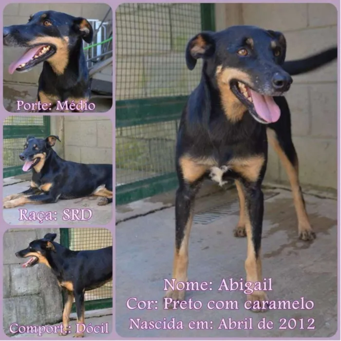 Cachorro ra a SRD idade 6 ou mais anos nome ABIGAIL - Doce menina!