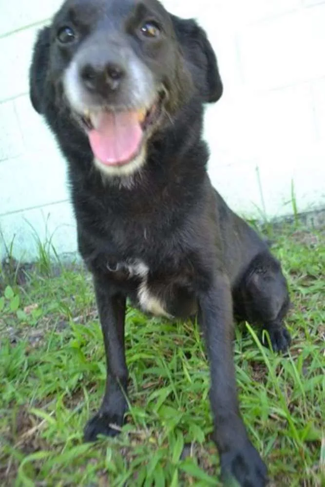 Cachorro ra a SRD idade 6 ou mais anos nome CHAPLIN - Fofíssimo!