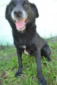CHAPLIN - Fofíssimo!