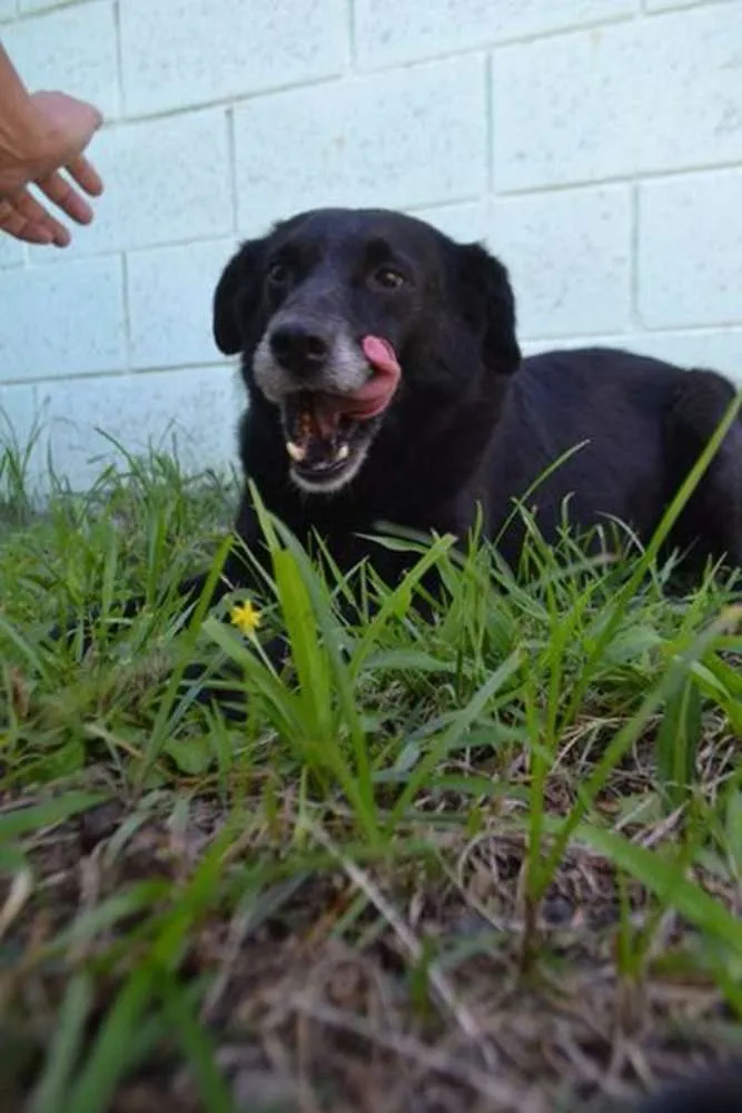 Cachorro ra a SRD idade 6 ou mais anos nome CHAPLIN - Fofíssimo!