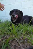 CHAPLIN - Fofíssimo!