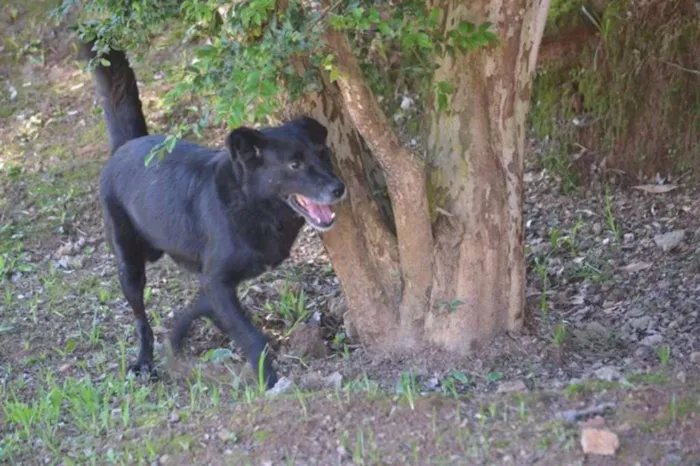 Cachorro ra a SRD idade 6 ou mais anos nome CHAPLIN - Fofíssimo!