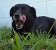 CHAPLIN - Fofíssimo!