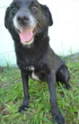 CHAPLIN - Fofíssimo!