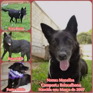 Cachorro raça SRD idade 6 ou mais anos nome MONALISA, nossa MONA!