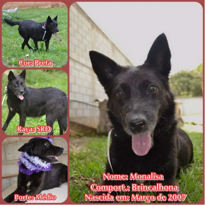 Cachorro ra a SRD idade 6 ou mais anos nome MONALISA, nossa MONA!
