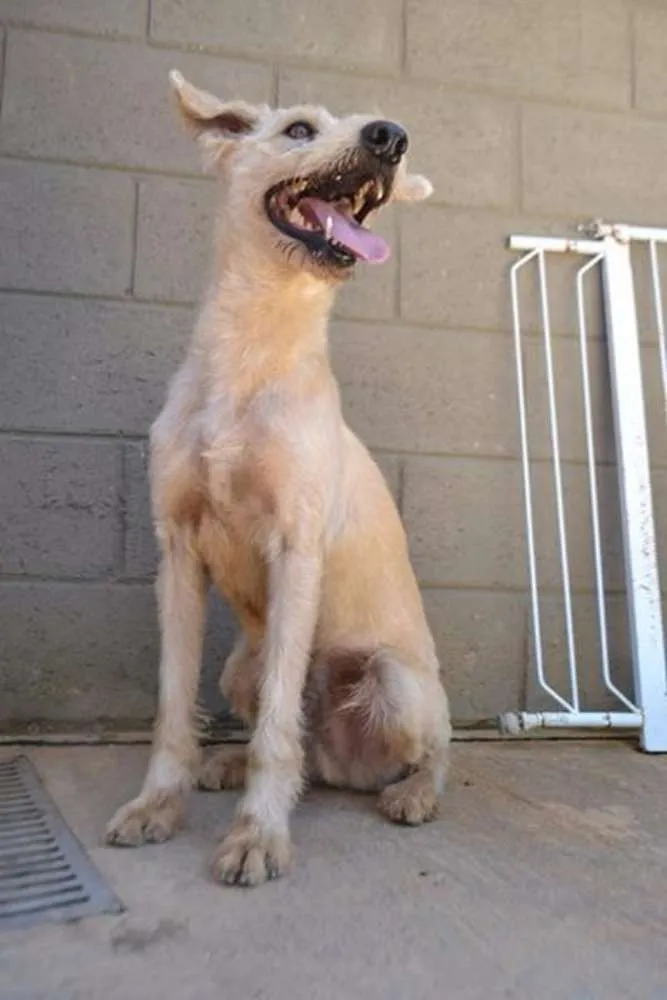 Cachorro ra a SRD idade 5 anos nome PANDY, cara lindo d