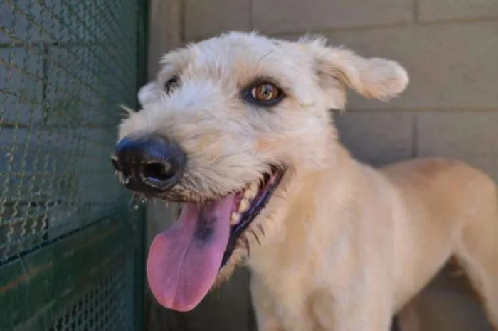 Cachorro ra a SRD idade 5 anos nome PANDY, cara lindo d