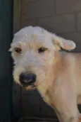 PANDY, cara lindo d