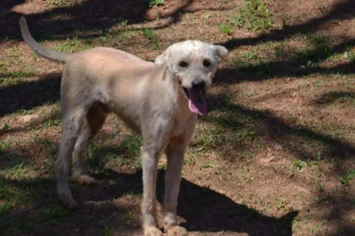 Cachorro ra a SRD idade 5 anos nome PANDY, cara lindo d