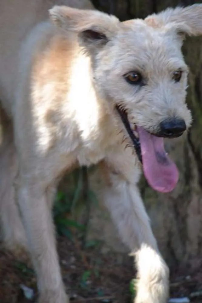 Cachorro ra a SRD idade 5 anos nome PANDY, cara lindo d