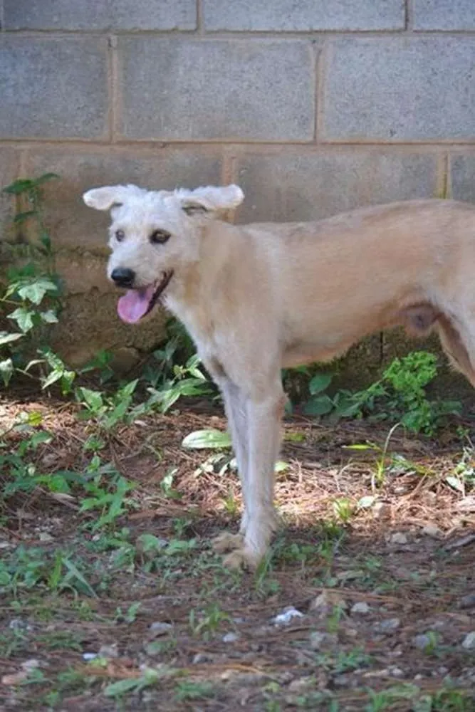 Cachorro ra a SRD idade 5 anos nome PANDY, cara lindo d