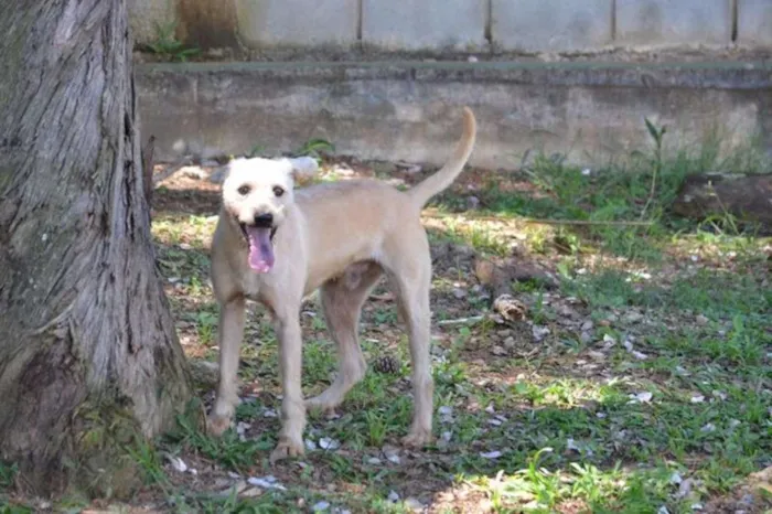 Cachorro ra a SRD idade 5 anos nome PANDY, cara lindo d