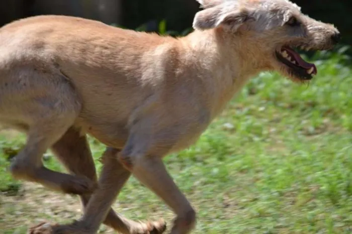 Cachorro ra a SRD idade 5 anos nome PANDY, cara lindo d
