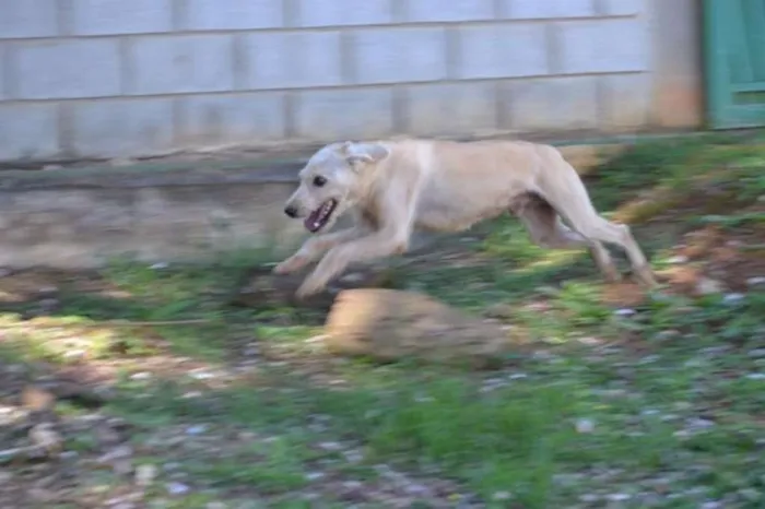 Cachorro ra a SRD idade 5 anos nome PANDY, cara lindo d