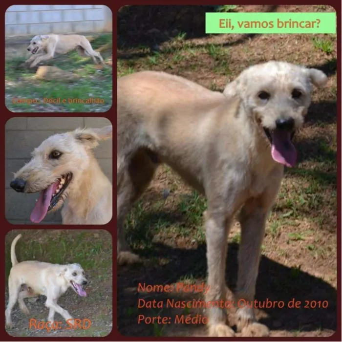Cachorro ra a SRD idade 5 anos nome PANDY, cara lindo d