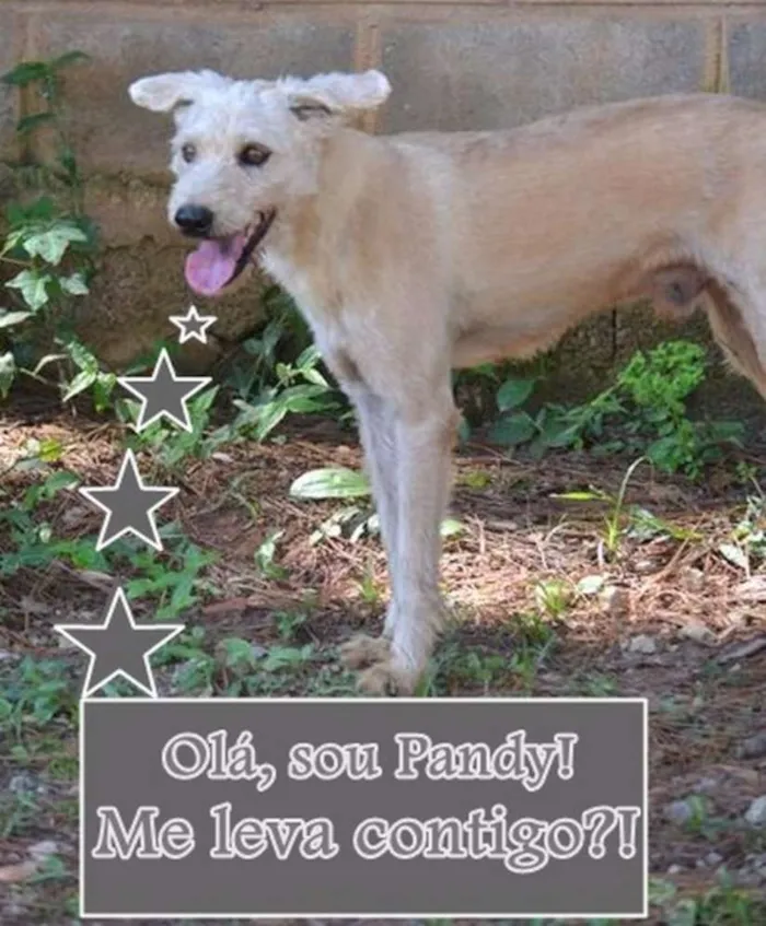 Cachorro ra a SRD idade 5 anos nome PANDY, cara lindo d