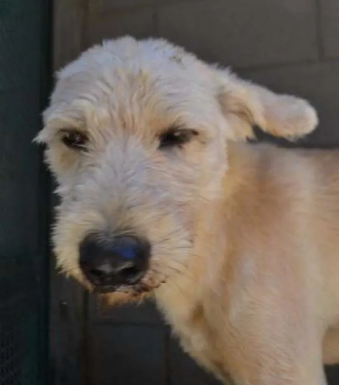 Cachorro ra a SRD idade 5 anos nome PANDY, cara lindo d