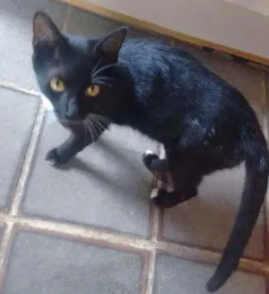 Gato raça Vira lata idade 2 a 6 meses nome Preta e pretinha