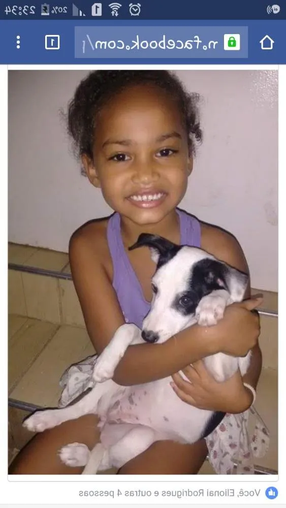 Cachorro ra a Perduro idade 2 a 6 meses nome Princesa