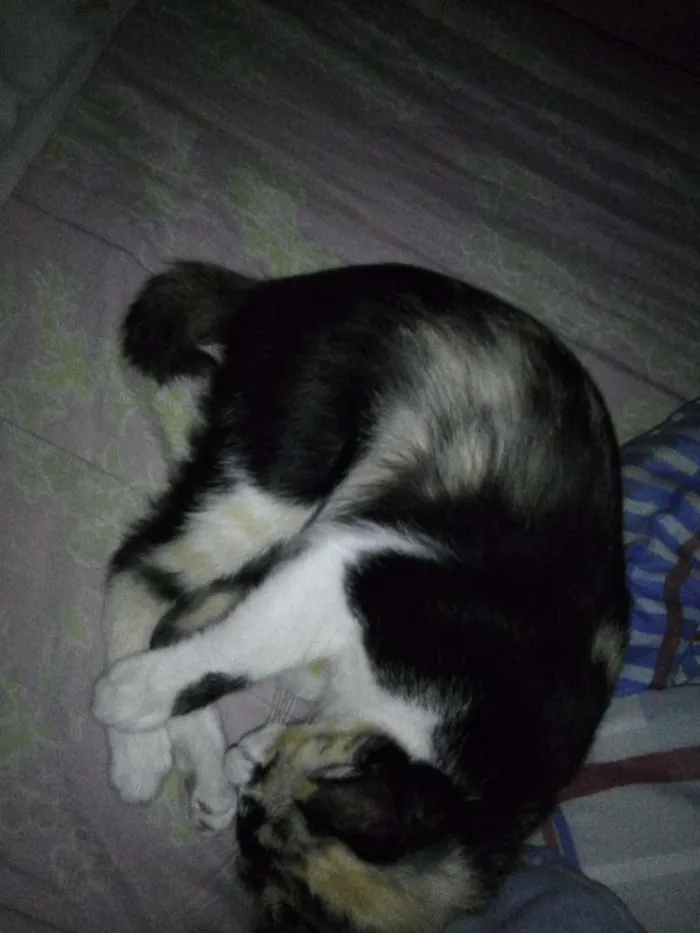 Gato ra a Vira lata idade 2 anos nome Fiona