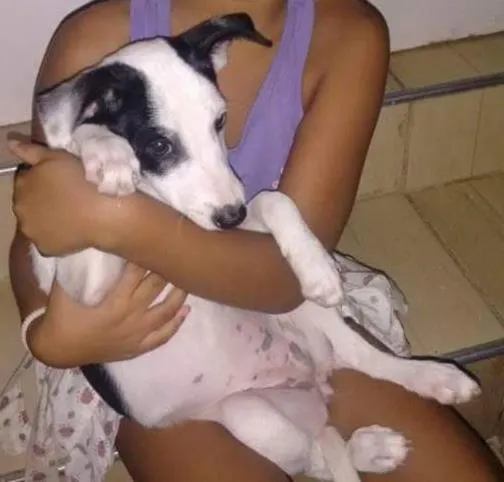 Cachorro ra a Perduro idade 2 a 6 meses nome Princesa