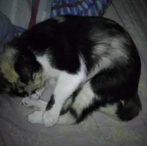 Gato raça Vira lata idade 2 anos nome Fiona