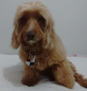 Cachorro raça Acho que é poodle idade  nome Não sei!