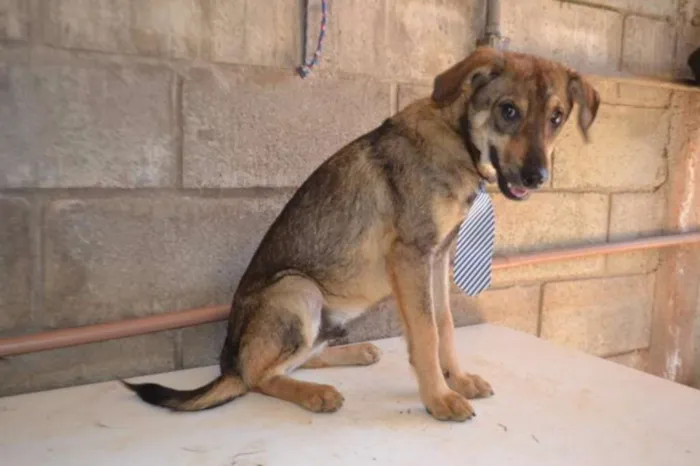 Cachorro ra a SRD idade 7 a 11 meses nome NETO, uma fofura!