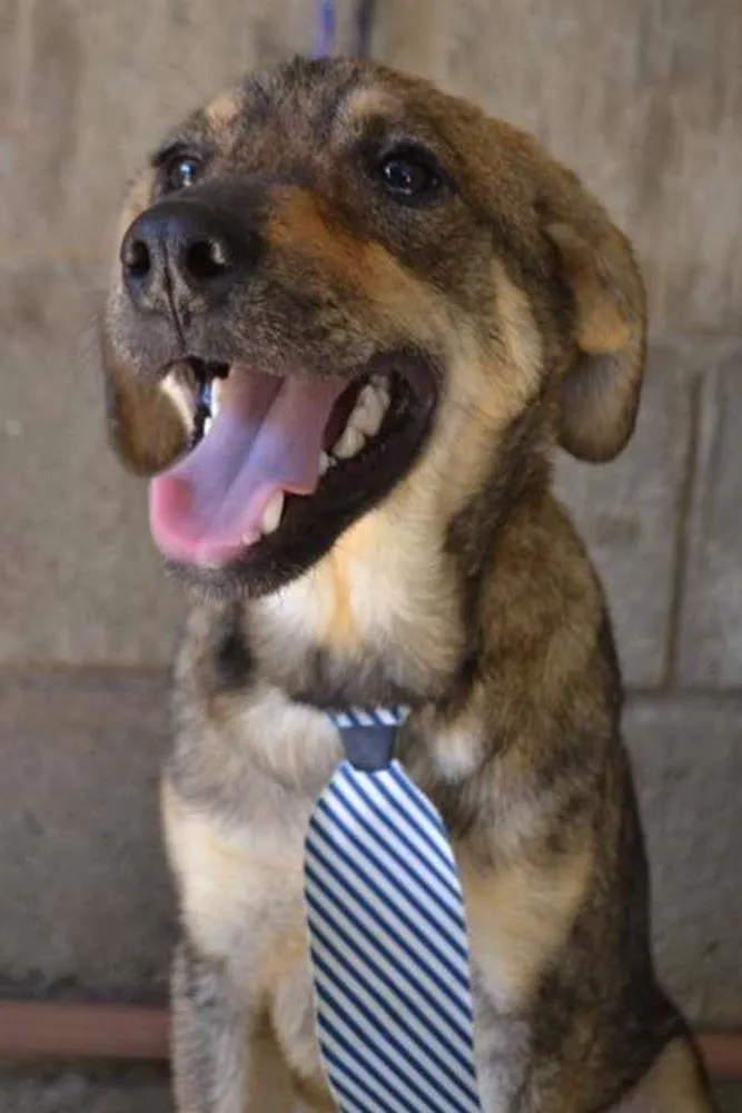 Cachorro ra a SRD idade 7 a 11 meses nome NETO, uma fofura!
