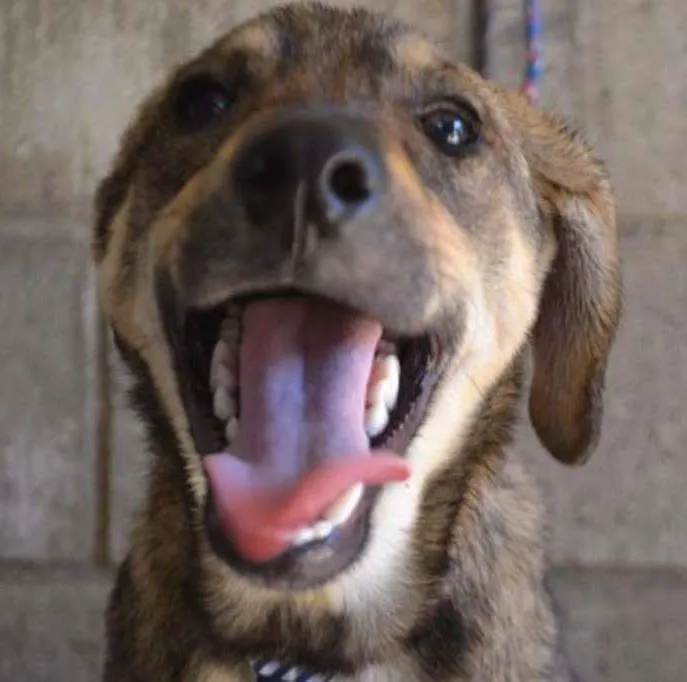 Cachorro ra a SRD idade 7 a 11 meses nome NETO, uma fofura!