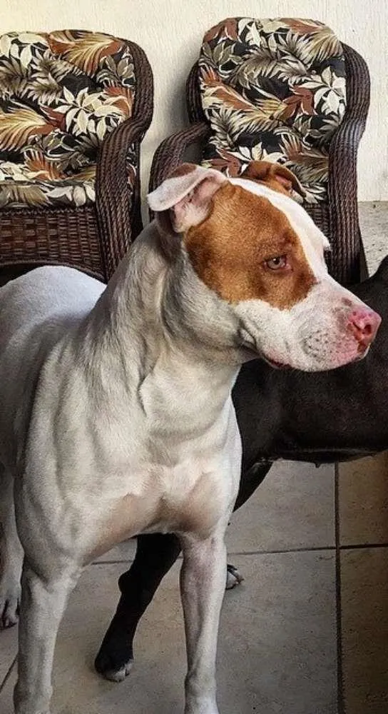 Cachorro ra a Pit-Bull idade 5 anos nome Maia