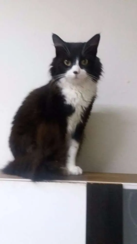 Gato ra a srd idade 4 anos nome bebel