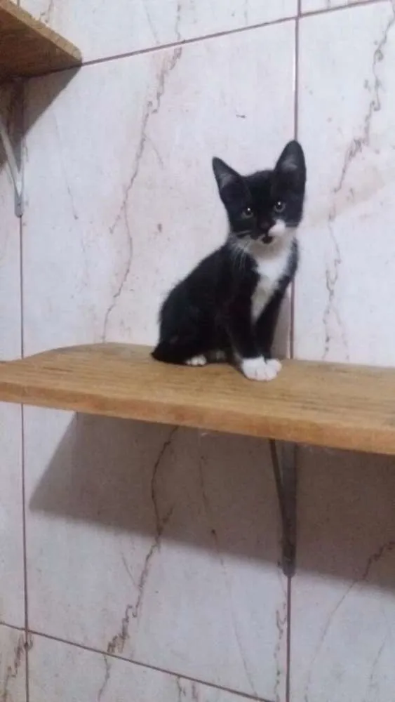 Gato ra a srd idade 2 a 6 meses nome Panda