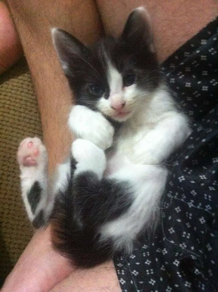 Gato ra a SRD idade Abaixo de 2 meses nome Gatos Adoção