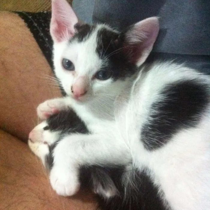 Gato ra a SRD idade Abaixo de 2 meses nome Gatos Adoção