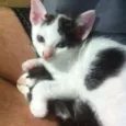 Gatos Adoção