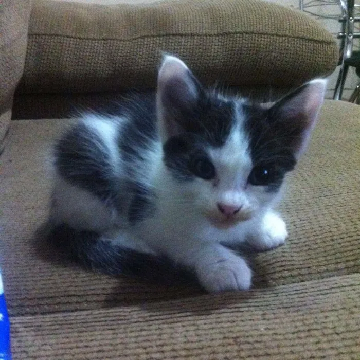 Gato ra a SRD idade Abaixo de 2 meses nome Gatos Adoção