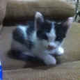 Gatos Adoção