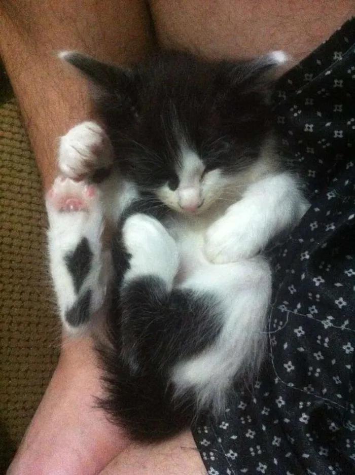 Gato ra a SRD idade Abaixo de 2 meses nome Gatos Adoção
