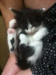 Gatos Adoção
