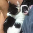 Gatos Adoção