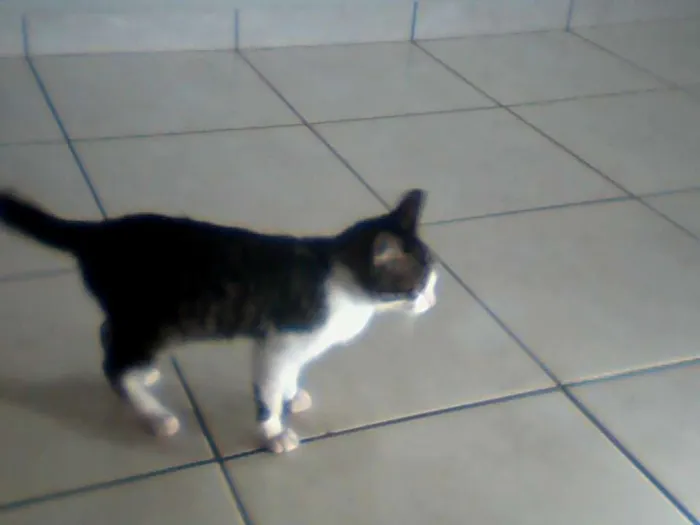 Gato ra a SRD idade 7 a 11 meses nome Nena